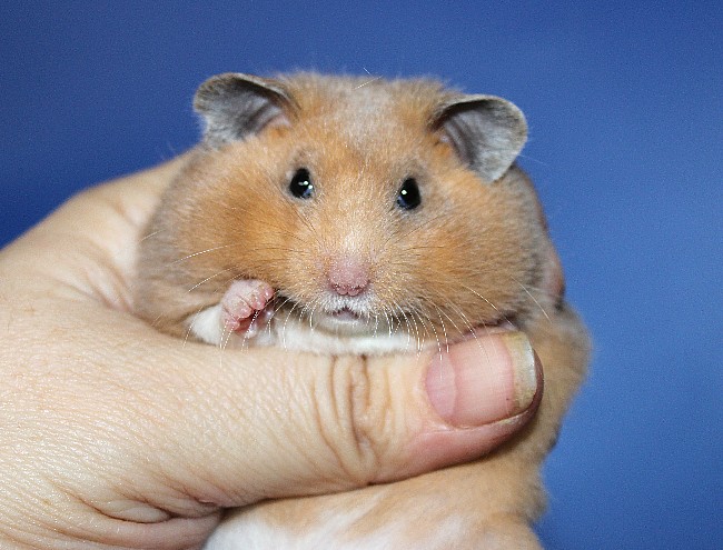 Ясень 21.04.22-04