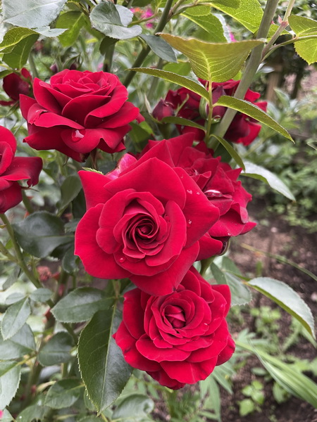 https://i.postimg.cc/TYpxT5FB/IMG-3609.jpg