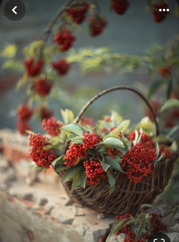 Screenshot_20231222_180347_Pinterest