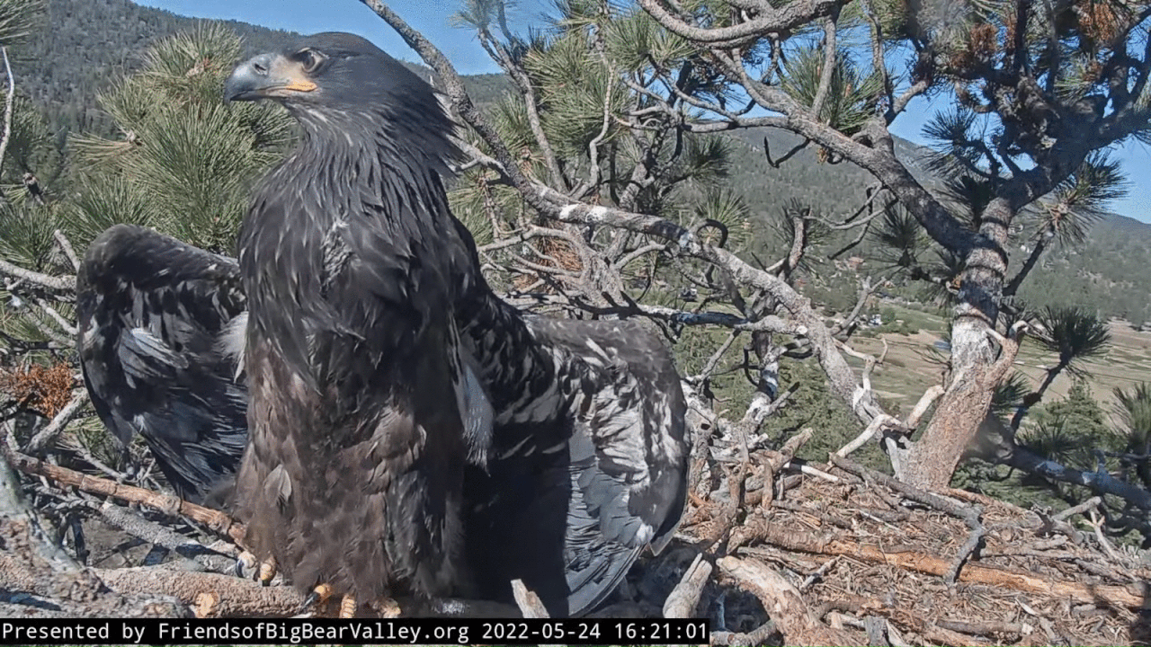 Webp.net-gifmaker (2)