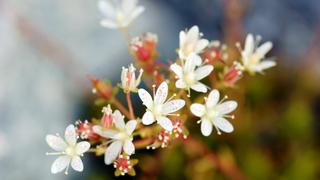 Thơ hoạ Nguyễn Thành Sáng & Tam Muội (1148) White-flowers-macro-photography-2560x1600-915x515