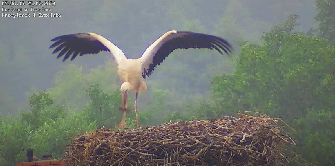 jakcwiczeniatotylkozciezarkiem