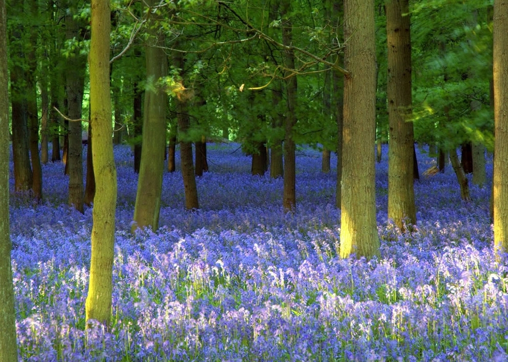 woods-bluebell-lush.jpg