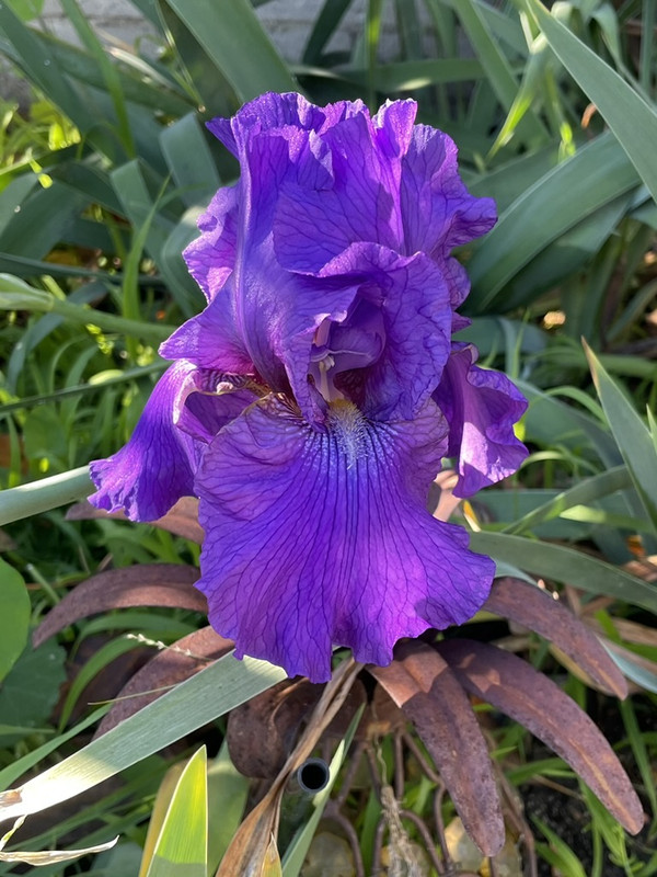 6781833B-3DF1-4418-A431-7E5A63B7E72A_1_105_c