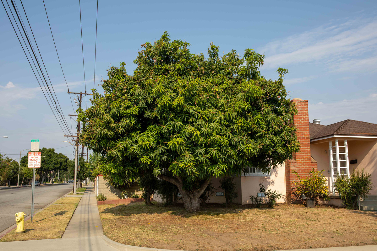 8U1A3287  Large Mango Tree in Corner Lot in Summer (8-22-2020)