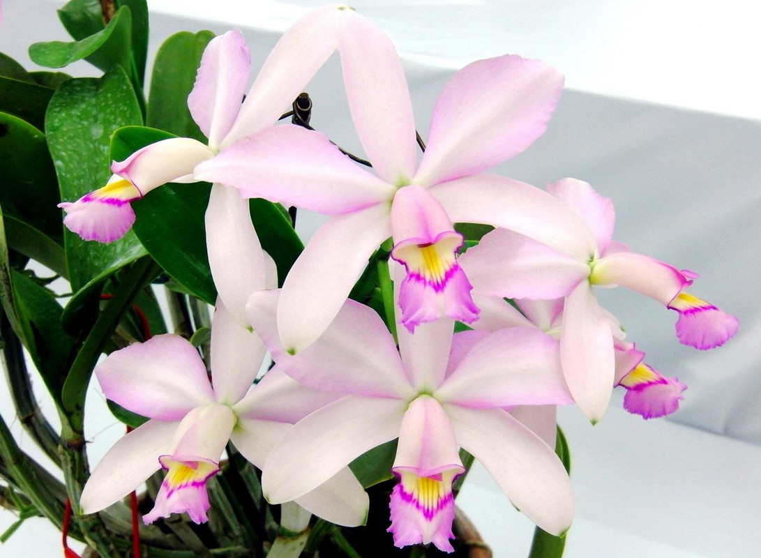 Роскошь в каждой детали орхидея Каттлея