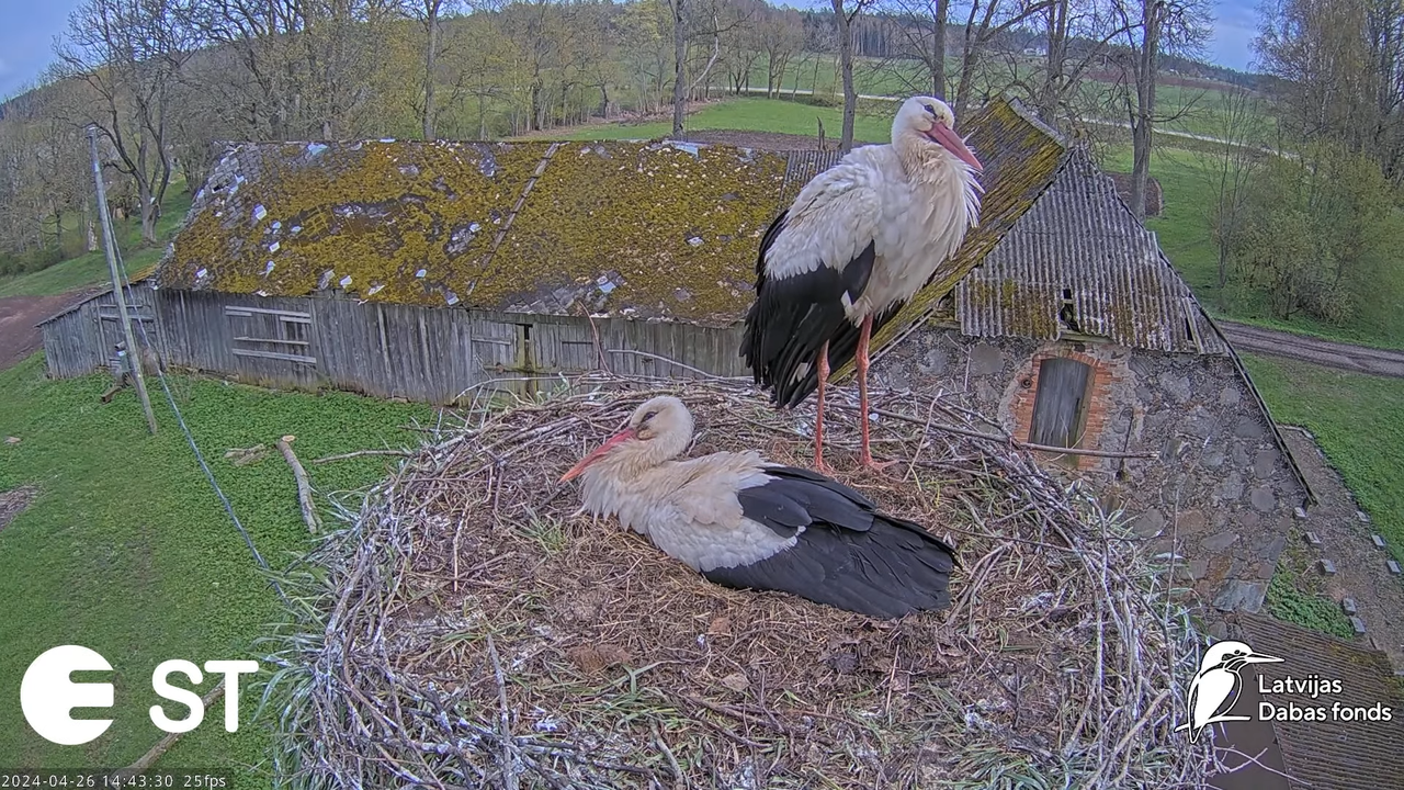 Baltie stārķi (Ciconia ciconia) Tukuma novadā - LDF tiešraide __ White storks in Tukums, Latvia 8-50