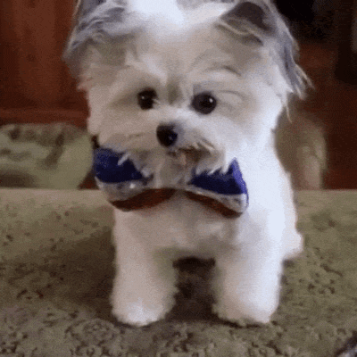 9eb910666fefd3a4e6cd7a5c09603d6e.gif