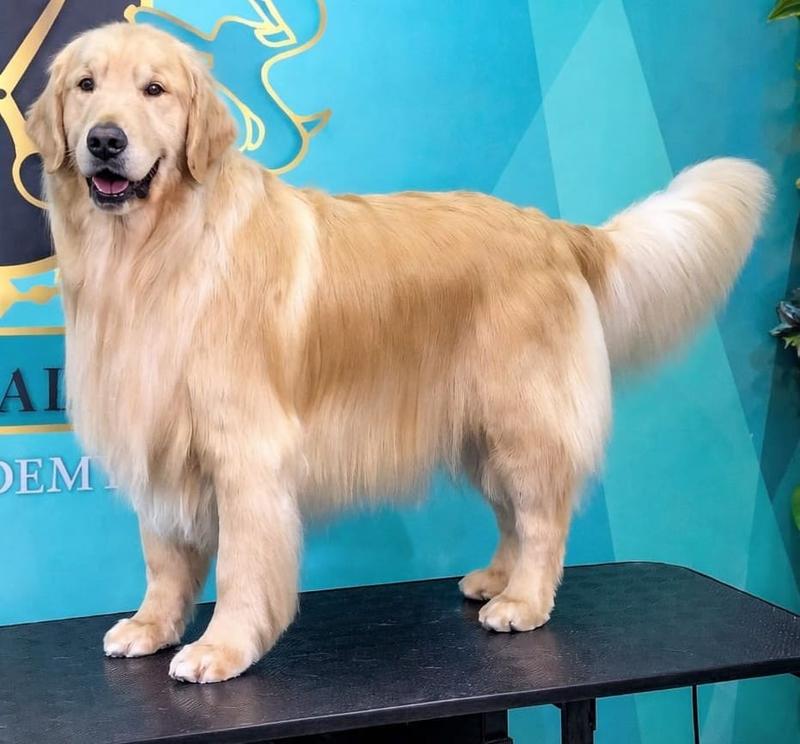 Trimming Golden
