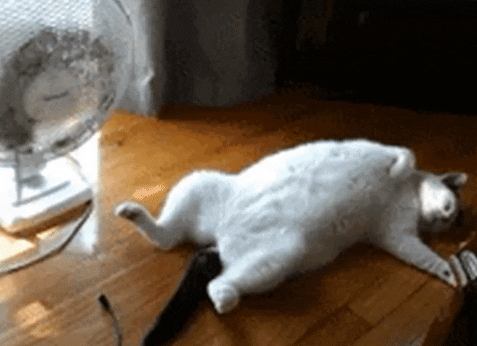 cat-hot.gif