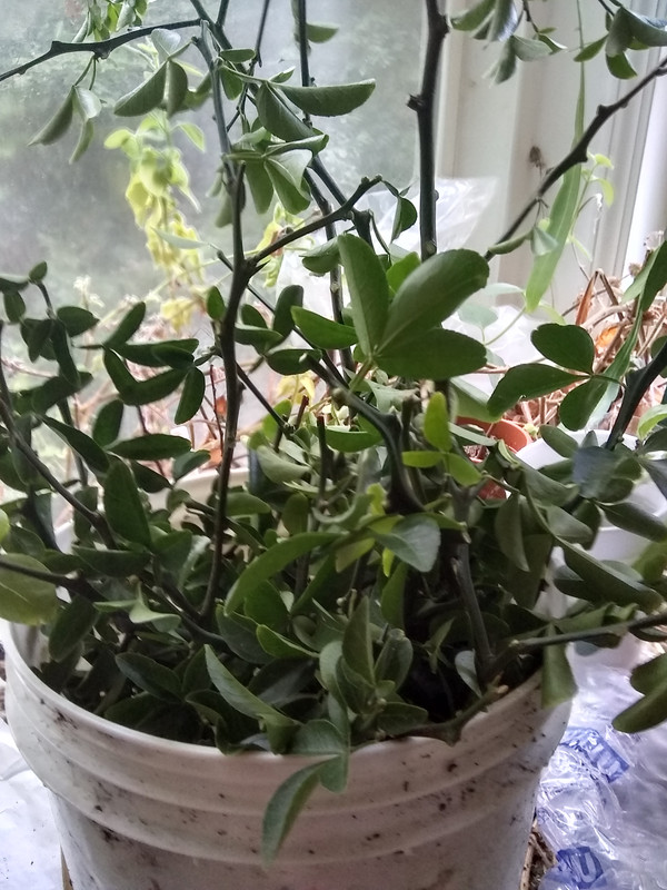 trifoliata cuttings