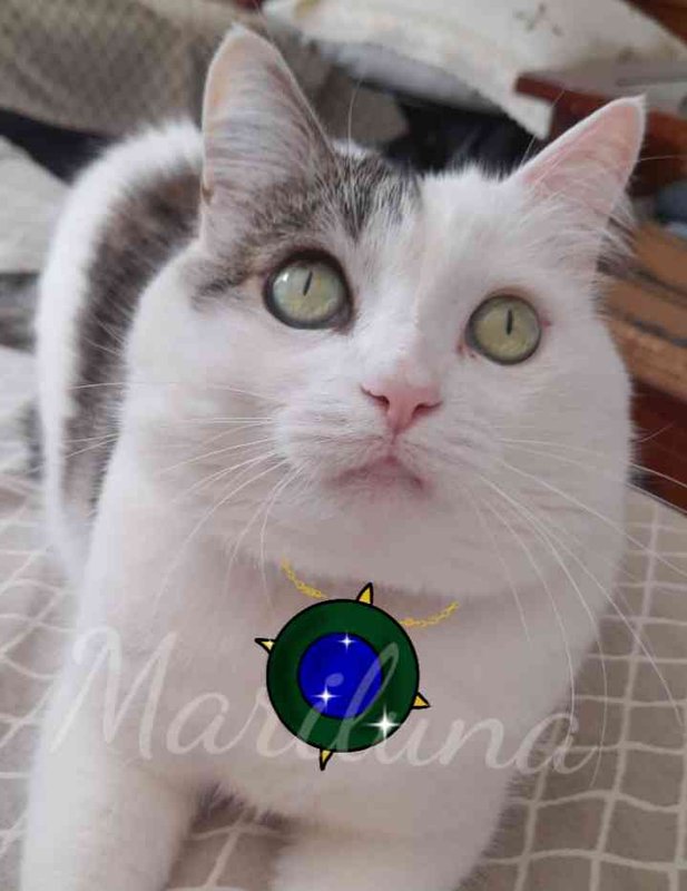 Micia-Fleed