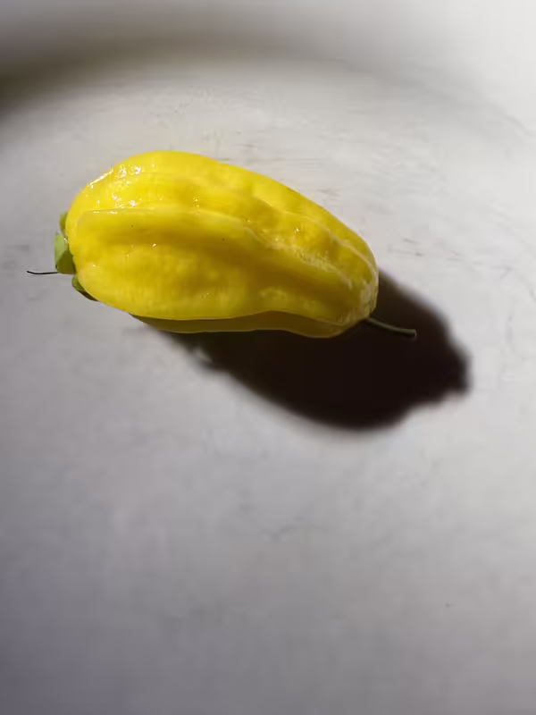 tempImagepp1Pjg