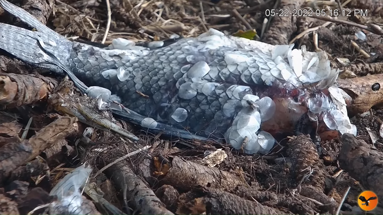 EC Nest Cam 4-5-2 screenshot (1)