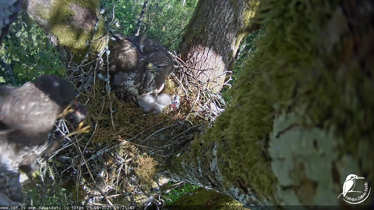 Melnās klijas (Milvus migrans) Kurzemē_ peļu klijāni (Buteo buteo) 11-53-2 screenshot (1)