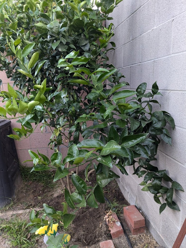 tree5
