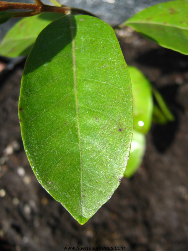 huertasurbanas_com_20180311_114345psidium_robustum-3