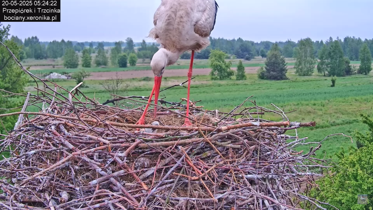 20052025bociany11