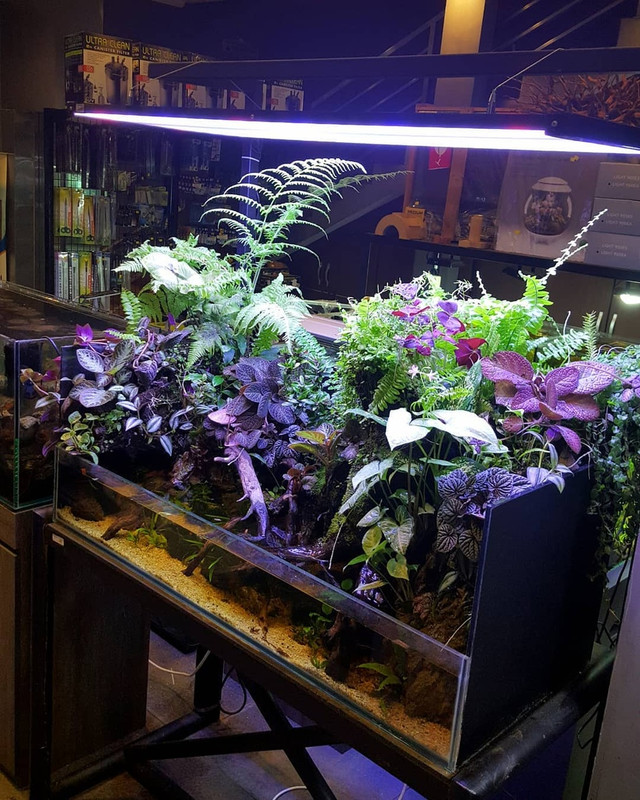 черпашатник 2