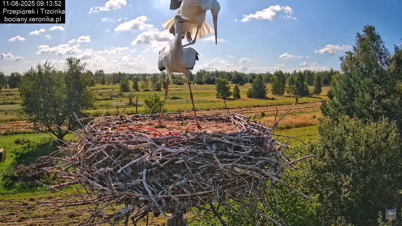 11082025bociany15