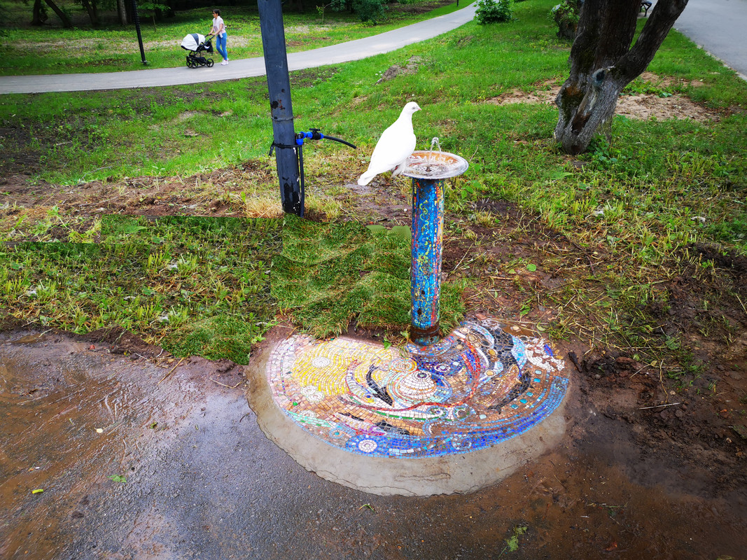 голубь на фонтанчике