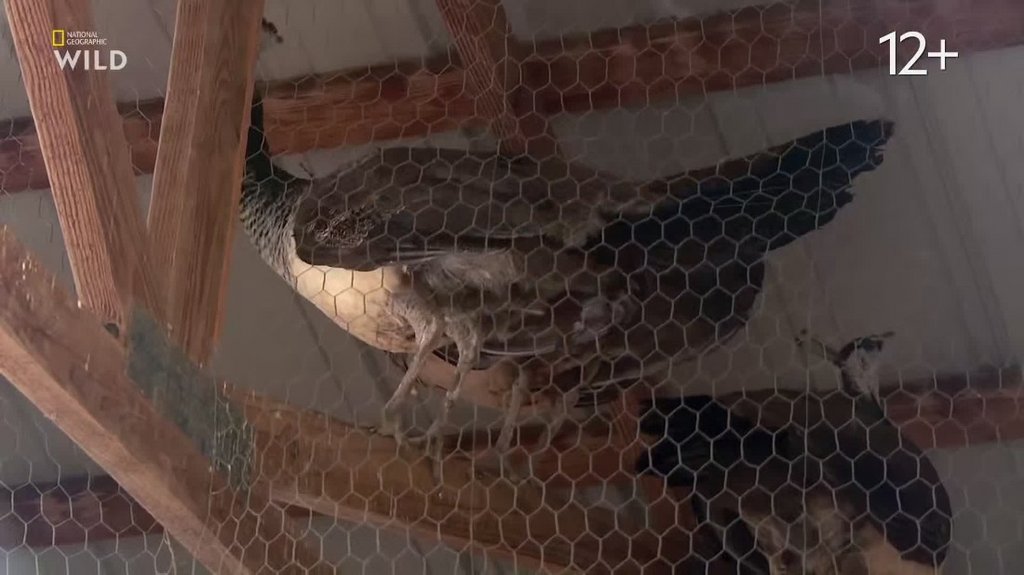 [Image: c03rnyojk09h.jpg]