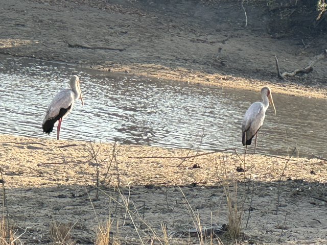 [Linked Image from i.postimg.cc]