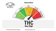 cannabis plants