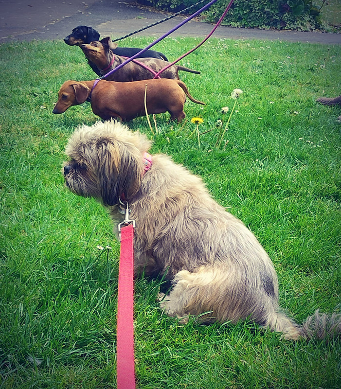 Walking Poppy