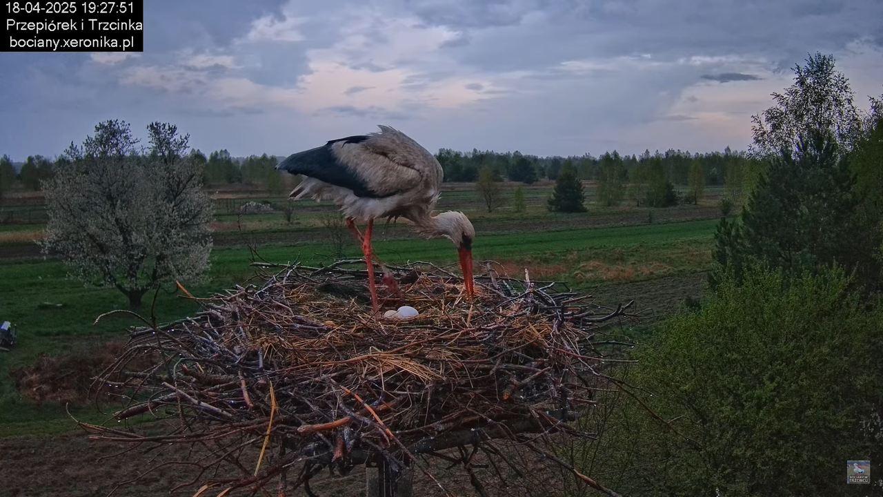 18042025bociany16