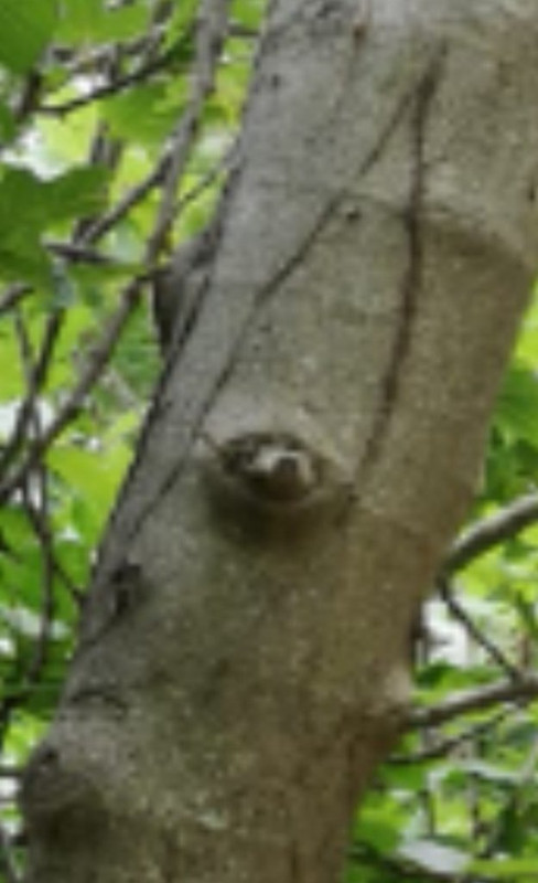 Screenshot_20230718_203950_Chrome