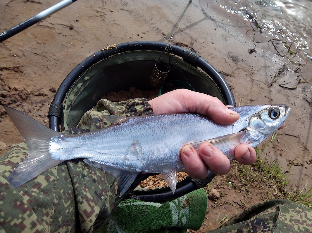 В. Курья 04.06.15 04