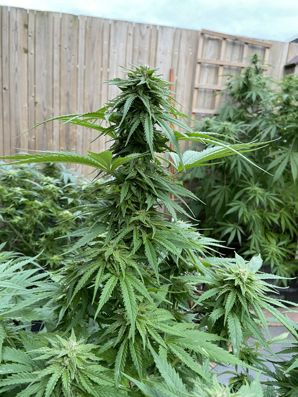 4225C446-7E98-49E6-B91F-A0F1D03D635A