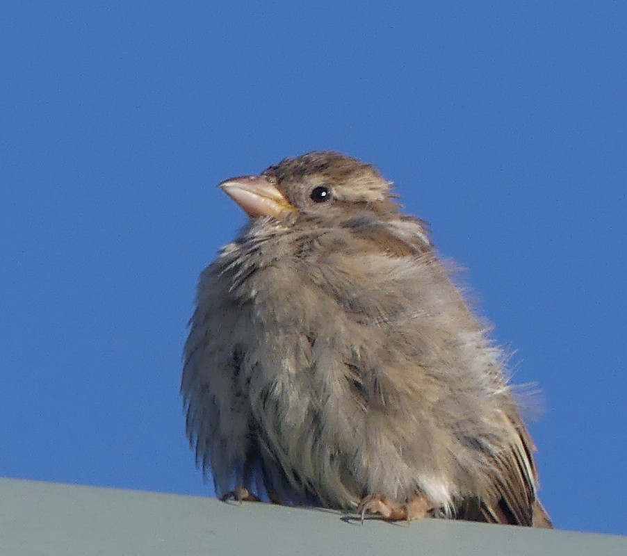 SPARROW 1