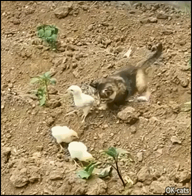 Funny-Cat-GIF-Kitten-fails-to-fight-a-fierce-chick-Don-t-try-to-mess-with-me-kitty.gif