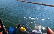[Image: CAT-TANGLE.jpg]