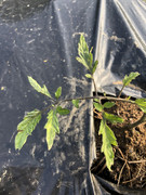 A1D992B2-3B52-47E7-B9D1-8DA29C163169