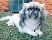 Bella-Houy-1