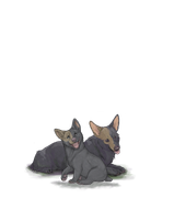 Corgiadultpuplightbrownhalfleft