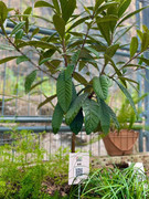 photo-20211123-iherbalgarden-021