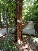 Arroceros-Forest-Park-Manila-Bagras20260715-141837