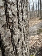 IMG-0987
