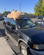 BEAR-1