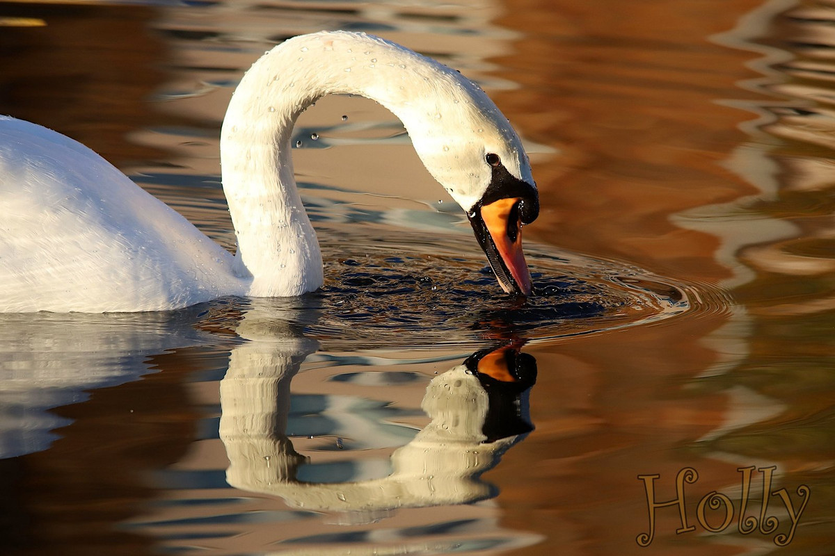 reflectionsw-anholly.jpg