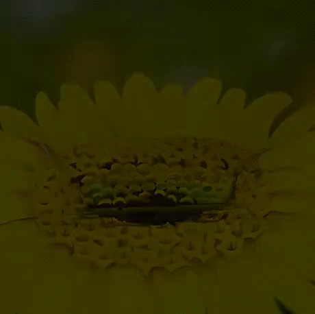 https://i.postimg.cc/ThvyVVs0/6.gif