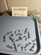 Necrons-Assorted-Bits-from-Tomb-World-Box-01