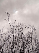 65.8.welcoming winter VIII