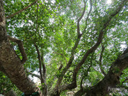 BBG&B12AStrollToSujataTemple - 14