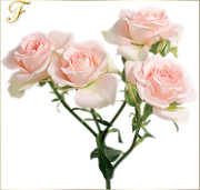 Fato-tube-png-yap-lanl-resimler-22