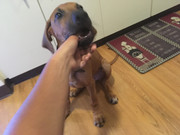 Rocco the Rhodesian Ridgeback 24